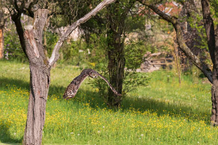 African eagle owl - Bubo africanus - falconry guided on a green field in sunny weather.の写真素材