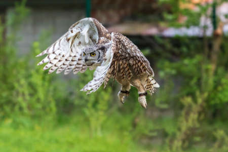 Great Siberian Owl - Bubo bubo sibiricus - falconry on a green meadow in sunny weather.の写真素材