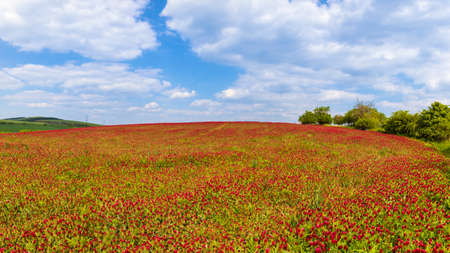 Field with red clover and on the horizon is a beautiful blue sky with white clouds.の写真素材