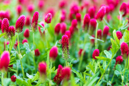 Detail of a beautiful red clover in a field where a bee sits and pollinates it.の写真素材
