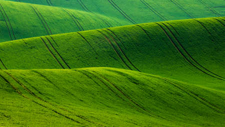 Beautiful green field that ripples and the sun shines on them. A landscape of waves called Moravian...