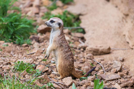 Meerkat - Suricata suricatta in a group in its natural habitat plays in a group.の写真素材