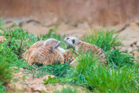 Meerkat - Suricata suricatta in a group in its natural habitat plays in a group. Wild photo with nice bokeh.の写真素材