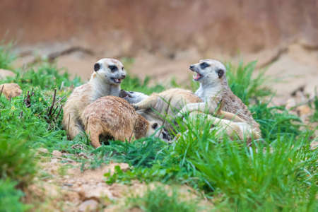 Meerkat - Suricata suricatta in a group in its natural habitat plays in a group. Wild photo with nice bokeh.の写真素材