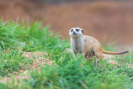 Meerkat - Suricata suricatta in a group in its natural habitat plays in a group. Wild photo with...