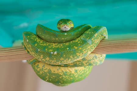 Corallus caninus - Green Snake - Tree green snake coiled on a stick. The head and eyes are visible.の写真素材