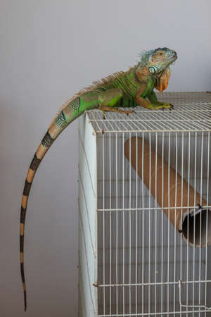 Green iguana - Iguana iguana - in a domestic environment on a cage. The photo has a white background.の写真素材