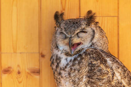 Barn Owl (Bubo virginianus) - Portrait of a large owl in a cage. She is tied by a leg. The owl is trained by a falconerの写真素材