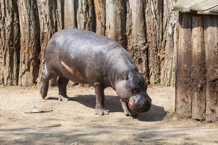 Choeropsis liberiensis - Liberian hippopotamus in a wooden corral in sunny weather.