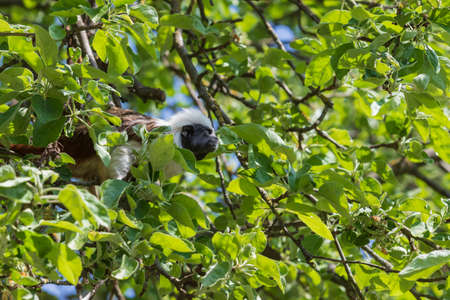 Saguinus oedipus - Tamarin Pinscher - a little cute monkey is on a green tree.