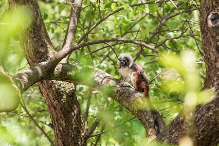 Saguinus oedipus - Tamarin Pinscher - a little cute monkey is on a green tree.