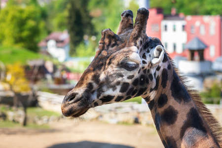 Rothschild's Giraffe - Giraffa camelopardalis rothschildi - head portrait. The background is blurred with a photo style and the photo has a nice bokeh.の写真素材