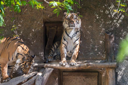 Panthera tigris sumatrae - Sumatran tiger in its habitat in the park. The tiger is resting and watching its surroundings.の写真素材