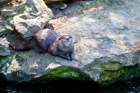 Small otter - Amblonyx Cinerea in its natural habitat in nature. The otter bathes in water.の写真素材