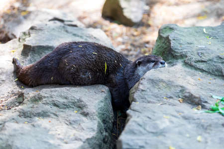 Small otter - Amblonyx Cinerea in its natural habitat in nature. The otter bathes in water.の写真素材