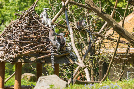 Ring-tailed lemur with a cub sitting in the branches. The female has her young.