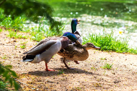 The duck chases the duck, curses it and wants to mate. The ducks are by the pond. They have an open...