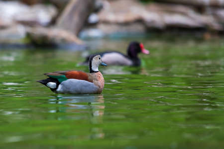 A colorful duck swims on a calm surface.の写真素材