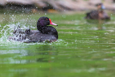 A black duck has a red beak and a red eye. The duck swims on the water and drops of water spray...