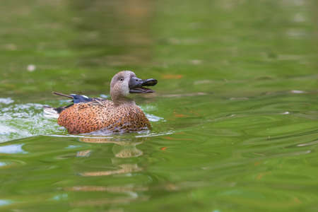 The duck swims on the water and has an open beak. Photo from the bottom of the water.の写真素材