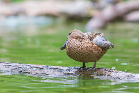 The duck stands on a wooden log that leads just above the waterの写真素材