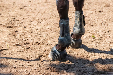 Close-up of a horse's foot. The horse has orthosis and hoof protection on the leg.