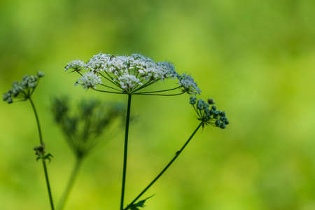 White flower on which is an insect. In the background is the green color of the forest.