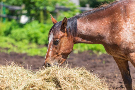 A brown horse with a white bald spot on his head eats dry hay in a corral.の写真素材