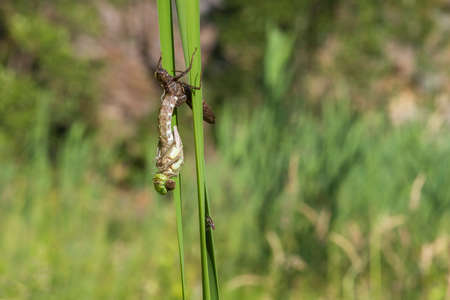 Dragonfly - Odonata on a blade of grass hatches from a pupa. In the background is a meadow with a...