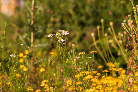 Blooming daisies in the meadow. White flower with a yellow center.