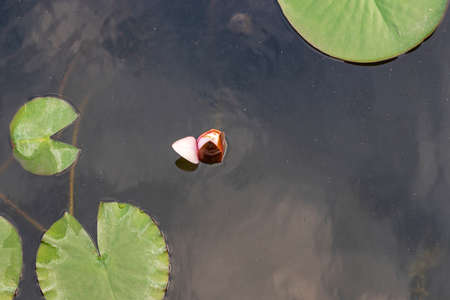 Water lily bud in water. There are water lily leaves around. Photo from above - flat lay photo.