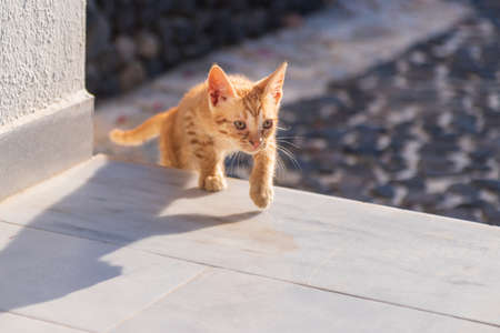 Small tabby kitten on porch in the sunの写真素材