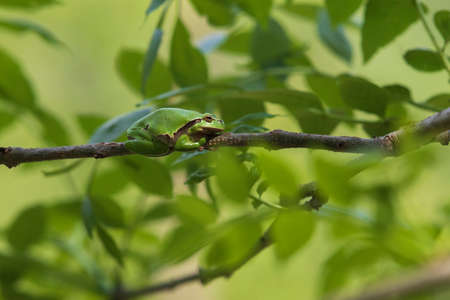 Green tree frog Tree frog - Hyla arborea sitting on a tree branch. There are leaves of a tree...