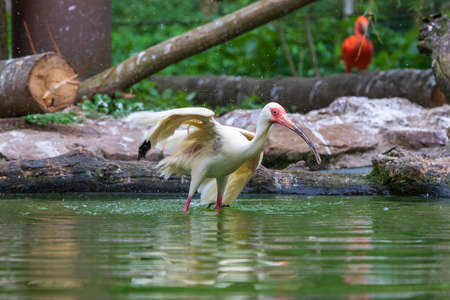 The Ibis stands in the water and has outstretched wings.の写真素材