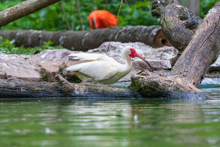 The Ibis stands in the water and has outstretched wings.