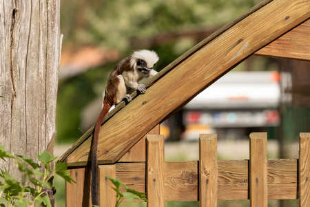 Saguinus oedipus - Tamarin Pinscher - a little cute monkey is on a green tree.