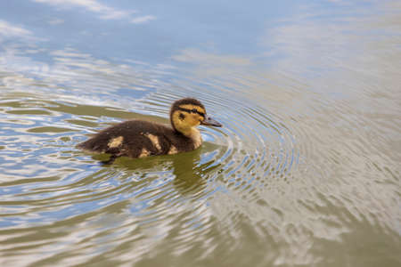 Beautiful little duck cub swims in the water of the pond. Its image is reflected in the water of the pond. He has drops of water on his head.の写真素材