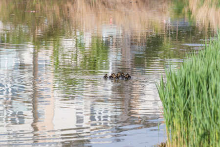 Little ducks swim on the surface of the pond in a group.の写真素材