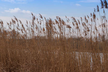Tall dry grass on the edge of the shore around the pond.