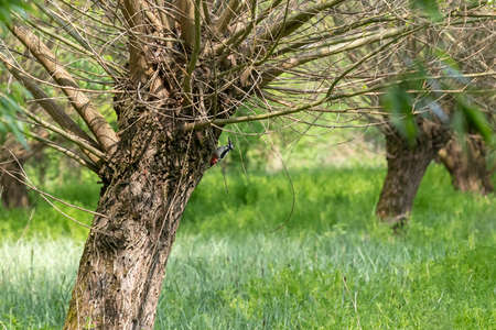 Dendrocopos major - Spotted Woodpecker sitting on a willow in a meadow.の写真素材