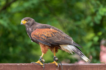 Parabuteo unicinctus - Buzzard Harris - sits on a wooden beam. In the background is a nice bokeh of green forest.の写真素材