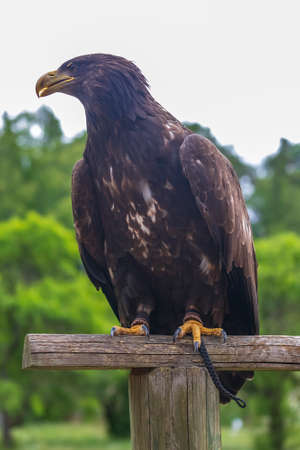 Haliaeetus albicilla - White-tailed Eagle sitting on a branch.の写真素材