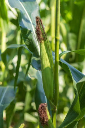 A green ear of corn grows on a stalk in a field.の写真素材