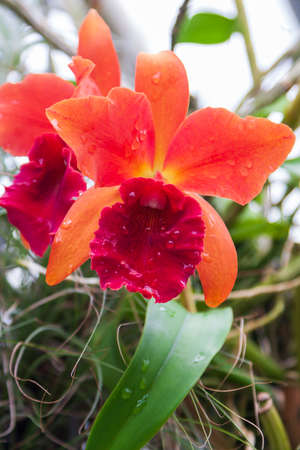 Beautiful Colorful Orchid Flower with Green Background and Beautiful Bokehの写真素材