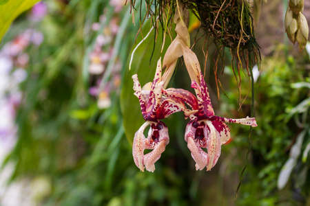 Beautiful Colorful Orchid Flower with Green Background and Beautiful Bokehの写真素材