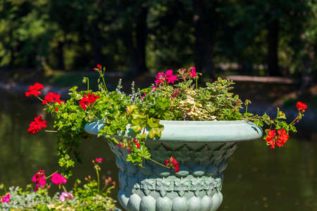 White container for flowers in which Geraniums are set.の写真素材