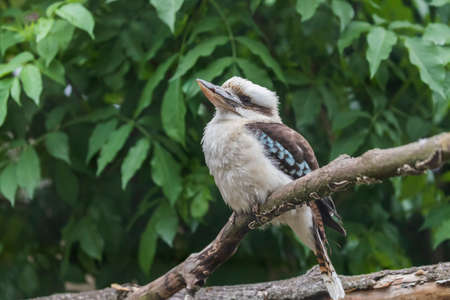 Giant kingfisher sitting on a tree branch. The kingfisher has a broken beak.の写真素材