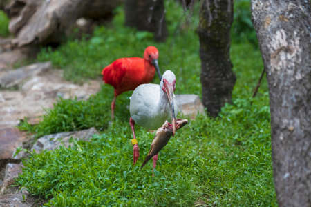 The white ibis runs along the shore and has fish caught in its beak. In the background, outside the depth of field, he is chased by the Red Ibis.の写真素材