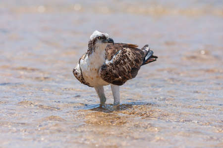Pandion haliaetus - Osprey stands in the sea and hunts. Wild photo.の写真素材
