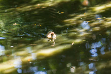 A young duck swims on the water under a willow tree and its reflection is reflected in the water.
